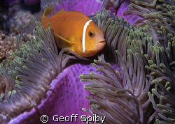 a maldivian anemonefish by Geoff Spiby 